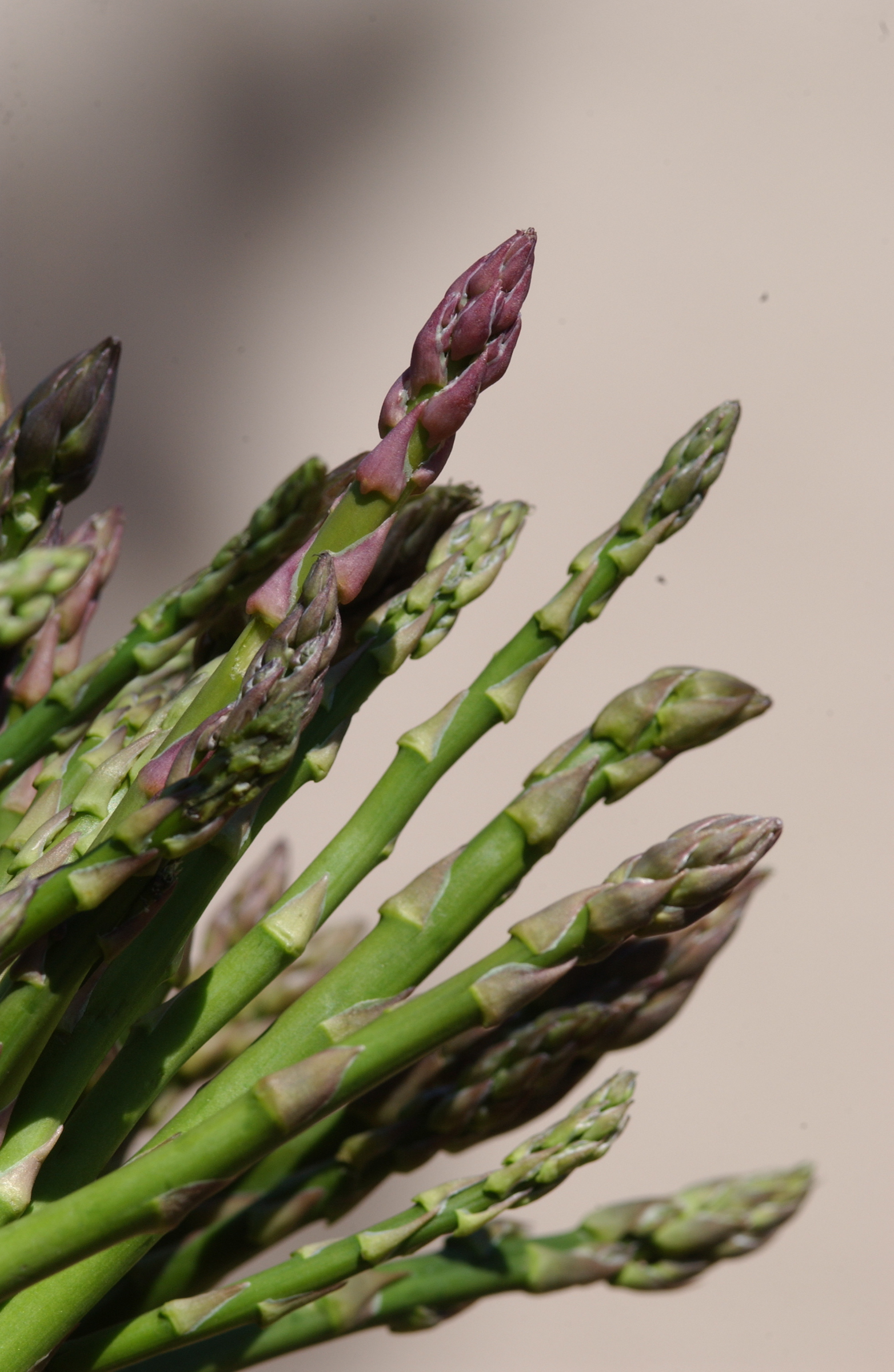 asparagus