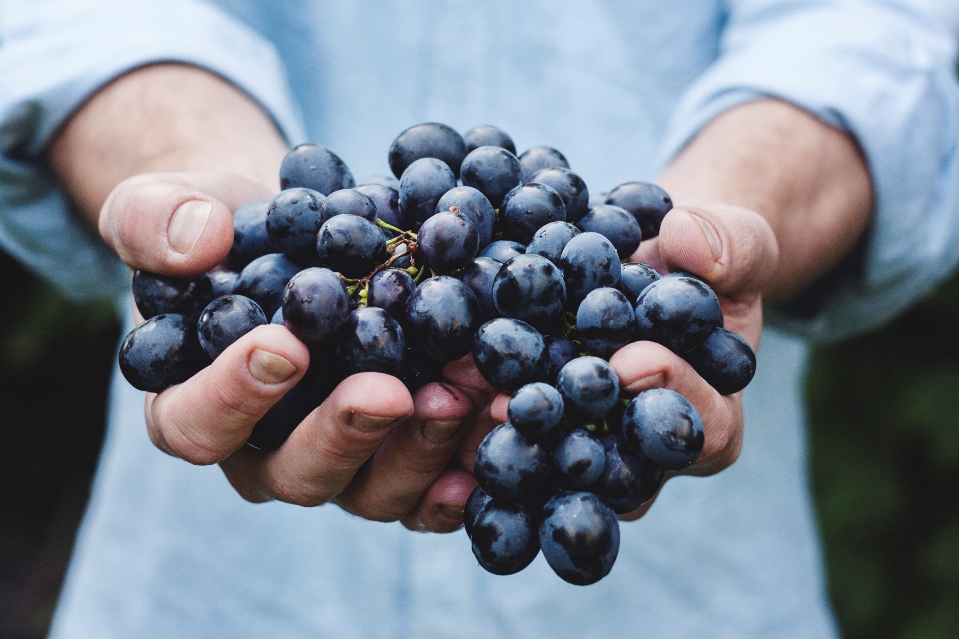 grapes-1493689443BlR.jpg