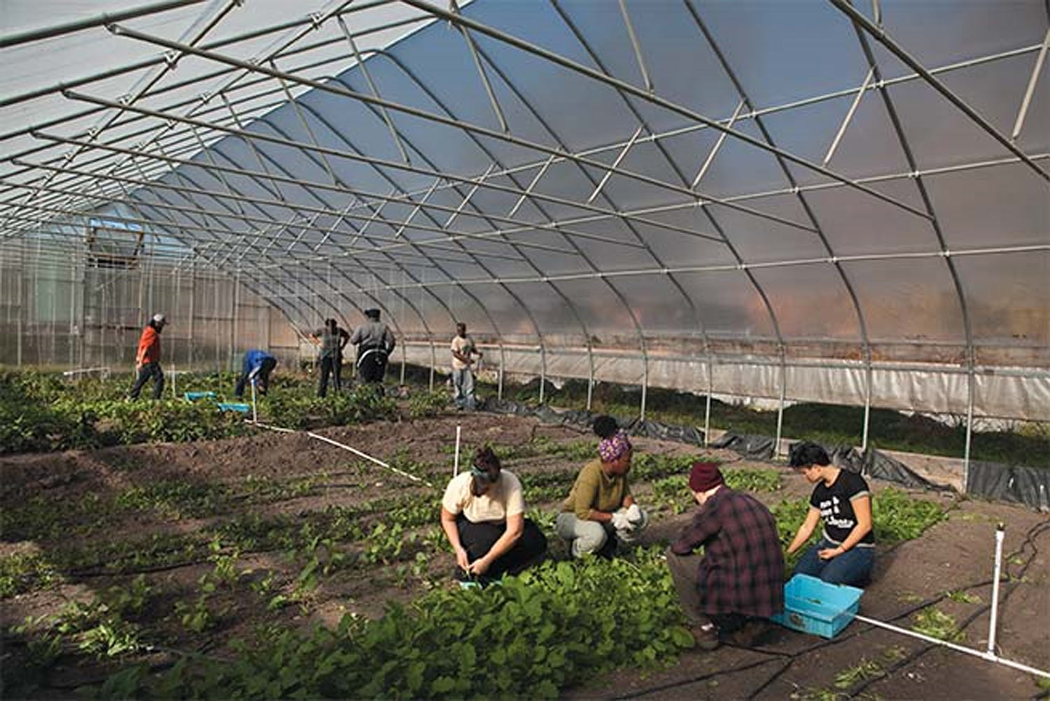 gardening in the greenhouse