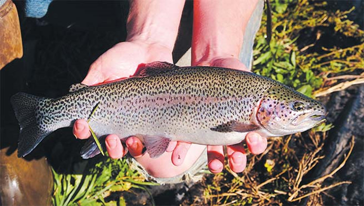 trout