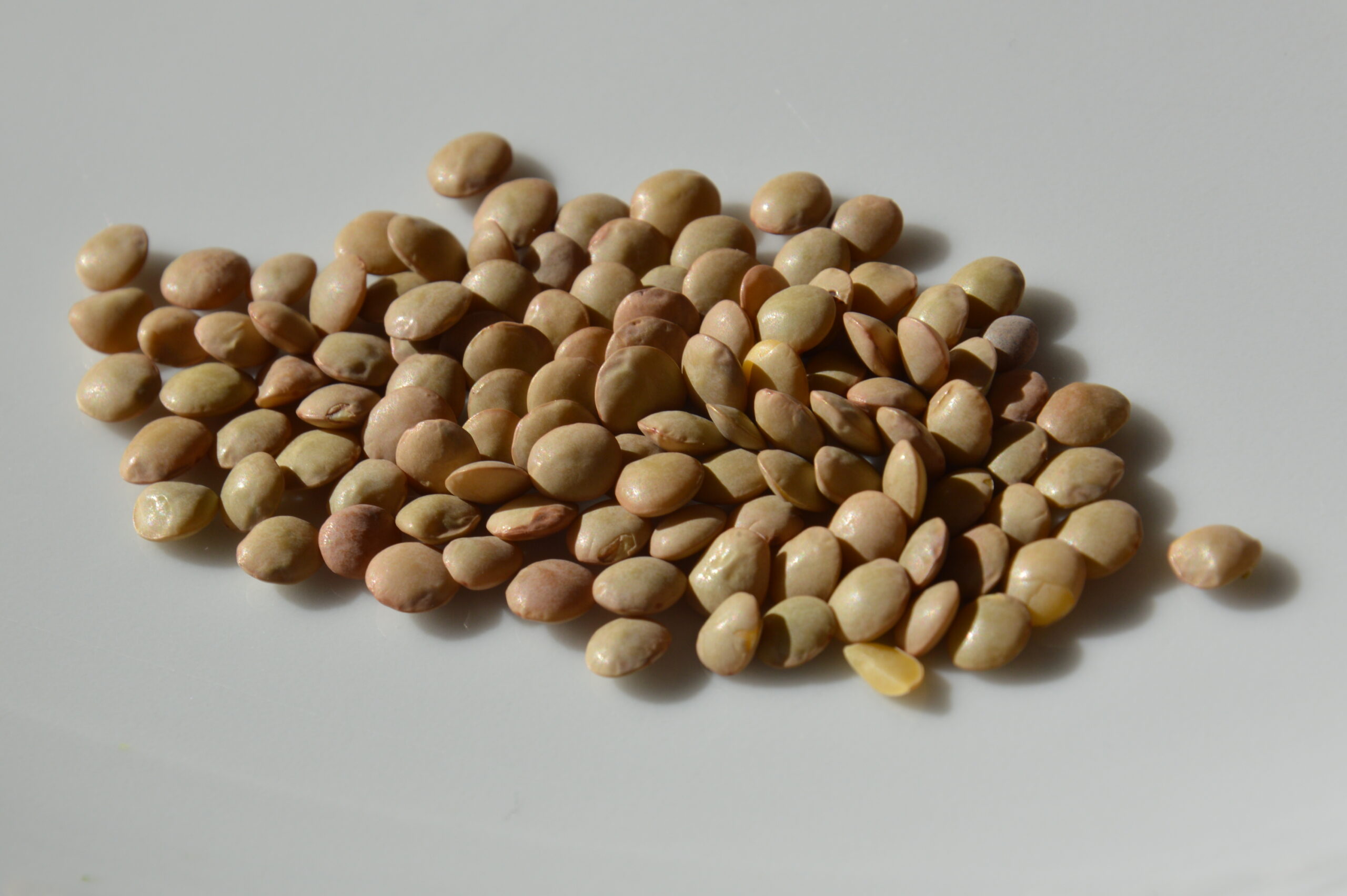 lentils.JPG