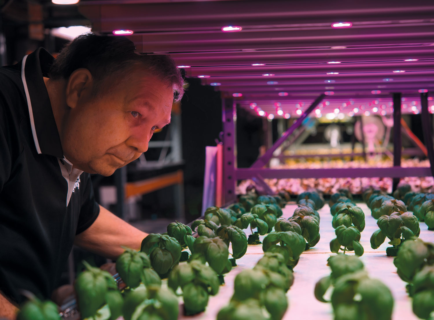Artesian Farms Produce